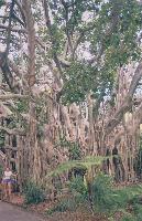 Sydney Botanical Gardens 2.jpg  498x768  111 KB